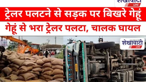 Video News: गेहूं से कट्टो भरा ट्रेलर पलटा, चालक घायल