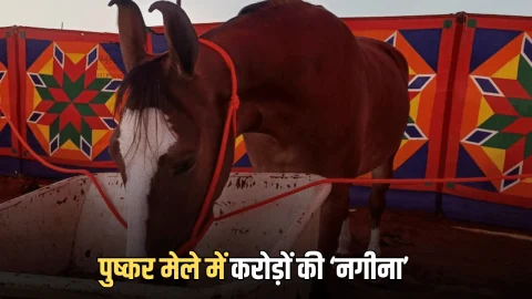 International Pushkar Mela : अंतरराष्ट्रीय पुष्कर मेले में घोड़ी ‘नगीना’ ने जीता लाखों लोगों का दिल, कीमत एक करोड़ पार…