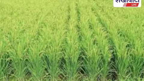 Jhunjhunu News: झुंझुनूं के किसान अब मोबाइल से कर सकेंगे फसल गिरदावरी