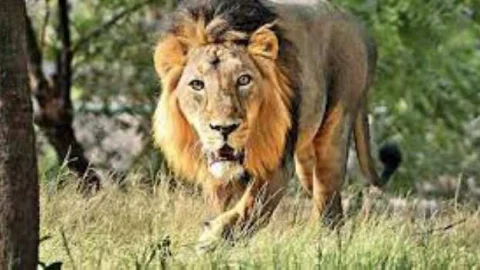 वन्य जीवों द्वारा जनहानि अथवा घायल किये जाने पर तथा वन क्षेत्रों के बाहर पालतू मवेशियों को मारे जाने पर मुआवजा