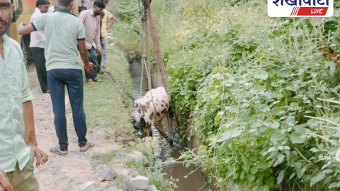 झुंझुनूं में नाले में गिरी गाय को जेसीबी से बचाया
