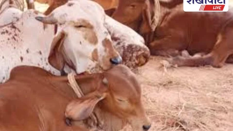 झुंझुनूं: गौशालाओं को मिलेगा घरेलू बिजली-पानी कनेक्शन