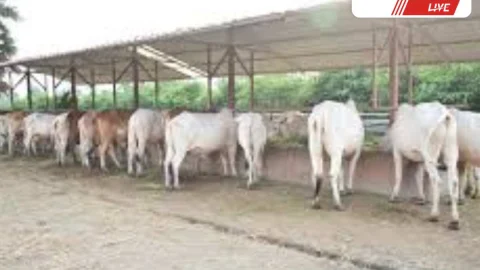 Churu News – चूरू की 104 ग्राम पंचायतों में बनेगी गौशाला, टेंडर जारी