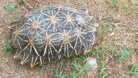 लक्ष्मणगढ़ में मिला दुर्लभ प्रजाति का कछुआ