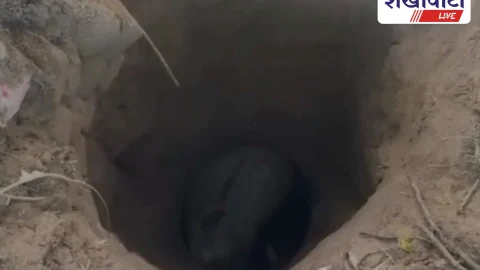 15 फीट कुएं में गिरा सांड, ग्रामीणों ने बचाई जान