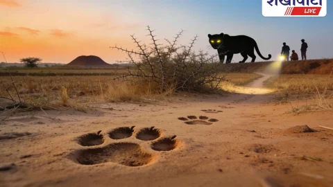 Sikar News: पैंथर की दहशत, कई गांवों में मिले पदचिन्ह