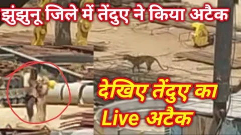 Video News – झुंझुनू जिले में तेंदुए ने किया अटैक, देखिए तेंदुए का Live अटैक
