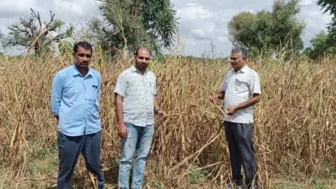 धोद तहसीलदार ने फसल खराबे का किया निरीक्षण