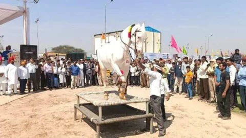 शेखावाटी उत्सव के दूसरें दिन हेरिटेज वॉक सहित मनोरंजन एवं खेलकूद प्रतियोगिताएं आयोजित