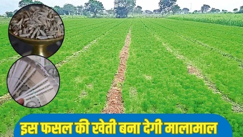 ये पौधा नही पैसों की मशीन है, इसकी खेती कर चंद मीना में बन सकते हैं धनवान, मार्केट में हमेशा बनी रहती है इसकी मांग