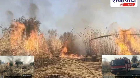 Jhunjhunu: सोलाना में फिर भड़की आग, वन समिति के 26 हैक्टर पौधे नष्ट