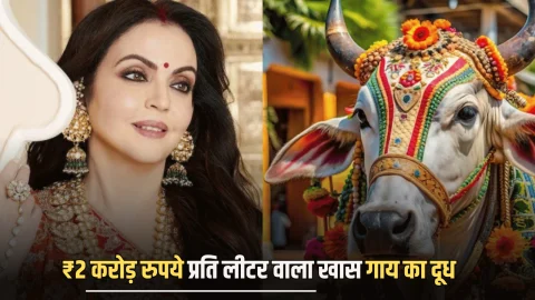जानिए क्यों पीती हैं नीता अंबानी ₹2 करोड़ रुपये प्रति लीटर वाला खास गाय का दूध…सिर्फ इस देश में मिलती है इस नस्ल की गायें