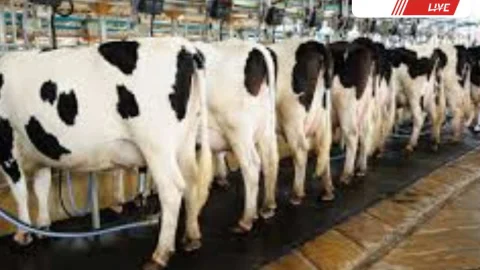 चूरू में जिला गोपालन समिति की बैठक 20 मई को