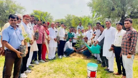 पीसीसी चीफ के रूप में डोटासरा के 4 वर्ष के सफलतम कार्यकाल पर किया वृक्षारोपण