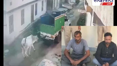 Sikar News: गाय को गाड़ी से बांधकर घसीटने के मामले में दो आरोपी गिरफ्तार