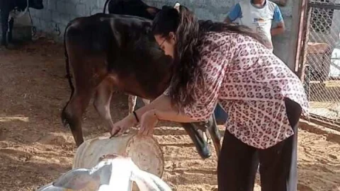 घायल गोवंश की सेवा करने आगे आए भामाशाह