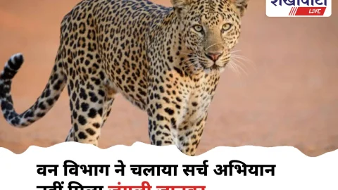 चूरू में लेपर्ड मूमेंट: वन विभाग ने चलाया सर्च अभियान