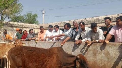 राठौड़ के जन्म दिवस पर भाजपाईयों ने किया गौ सेवा कार्य