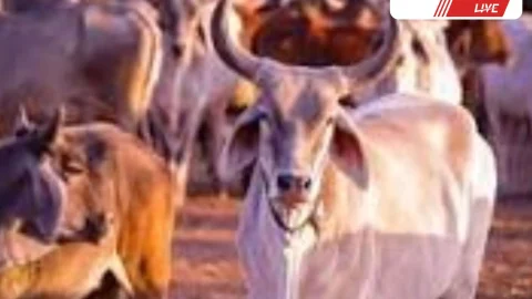 गौशाला में संधारित गौवंश हेतु सहायता आवेदन की अन्तिम तिथि आज