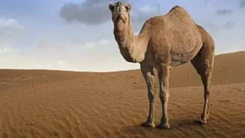 ऊंटनी के दूध से बनेगी आईसक्रीम, चाय और स्मूदी