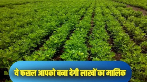 10 हजार की लागत से करें इस खास फसल की खेती, लाखों रुपए की होगी कमाई, सर्दियों में रहती है इसकी खास डिमांड