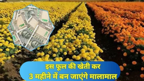 3 महीने में बनना है मालामाल तो अपने खेतों में लगा ये पौधे, घर बैठे छापेंगे पैसा, लागत से 10 गुना होगा मुनाफा