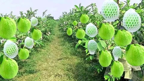 Guava Cultivation : कम समय में बना है मालामाल तो करें इस खास फल की खेती, घर बैठे छापेंगे पैसा