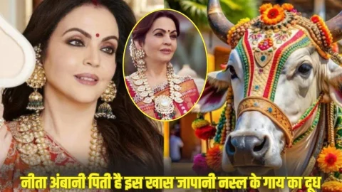 Neeta Ambani Diet: नीता अंबानी पीती है 2 करोड़ रूपये प्रति लीटर वाला दूध, भारत नहीं जापान देश में पाई जाती है इस खास नस्ल की गए