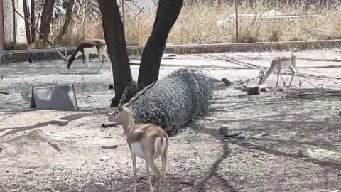 एशिया प्रसिद्ध है ताल सेंचुरी, वन्यजीव गणना हुई पूरी