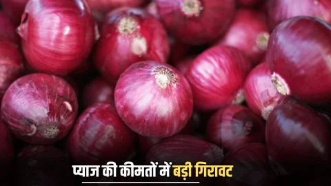 Onion Price : राजस्थान में सातवें आसमान से धड़ाम हुई प्याज की कीमतें, आज सिर्फ इस रेट बिक रहे है मंडी में