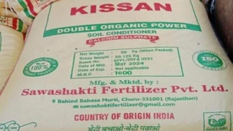 रबी में डीएपी के बजाय एसएसपी-यूरिया या एनपीके उर्वरक अधिक लाभकारी