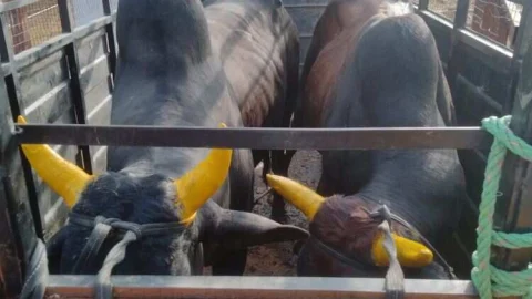 नगर परिषद ने शुरू किया निराश्रित पशुओं को गौशाला भेजने का काम