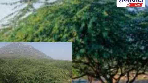 राजस्थान में विलायती बबूल के उन्मूलन की राज्यव्यापी योजना शुरू