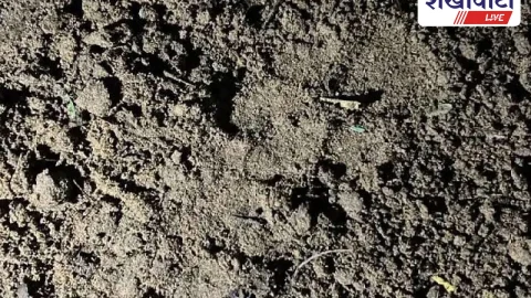 Churu News: बूंटिया गांव में लेपर्ड मूवमेंट, 15KM सर्च अभियान