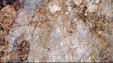 किसान 72 घंटे में दे फसल में नुकसान की जानकारी