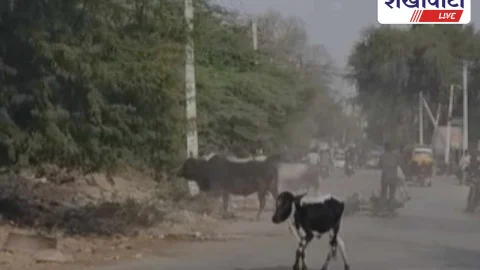 सांडों की लड़ाई के बीच बाइक गिरी, बच्ची बाल-बाल बची