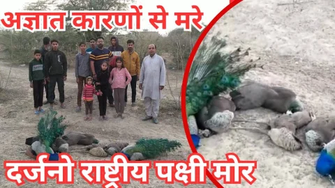 Video News – अज्ञात कारणों से मरे दर्जनों मोर,वन विभाग की टीम पहुंची मौके पर