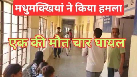 Video News – मधुमक्खियों द्वारा हमला करने को लेकर मिल रही है बड़ी खबर