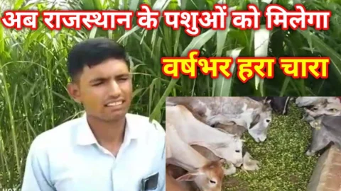 Video News – अब राजस्थान के पशुओं को मिलेगा हर मौसम में हराचारा