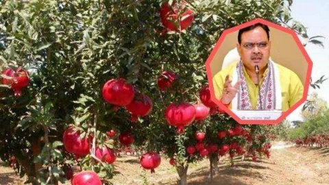 राजस्थान के किसानों के लिए बड़ी खुशखबरी, अनार का बाग लगाने के लिए सरकार दे रही है इतने लाख का लोन, देखें