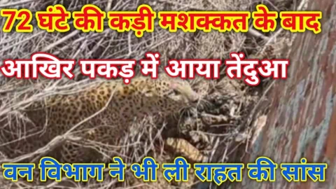 Video News – 72 घंटो की कड़ी मशक्कत के बाद पकड़ में आया तेंदुआ