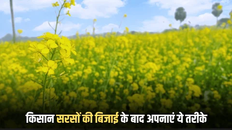 Mustard Farming Tips : किसान सरसों की बिजाई के बाद अपनाएं ये तरीके और पाएं प्रति हेक्टेयर 25 क्विंटल तक उपज