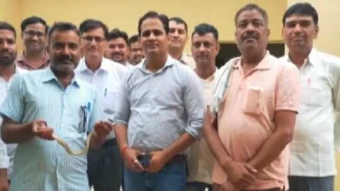 उपखंड अधिकारी कार्यालय में निकला साँप