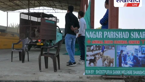 ABC अभियान तेज़ी से संचालित, 137 कुत्तों का बधियाकरण