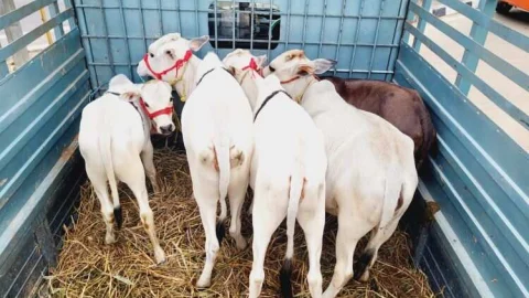 श्री गोपाल गौशाला में उद्योगपति रामाकांत टीबड़ेवाला द्वारा पुंगनूर गायें भेंट की जाएगी