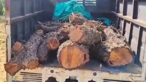 हरी लकडियों से भरी दो पिकअप जब्त