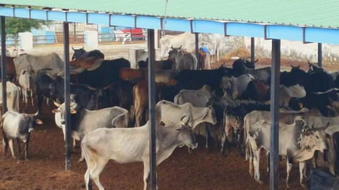 चूरू जिले की 172 गौशालाओं को सहायता की प्रशासनिक स्वीकृति जारी