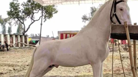 जिले में 6 अश्वों में ग्लेंडर्स रोग की पुष्टि हुई, निदेशालय द्वारा विस्तृत दिशा-निर्देश जारी