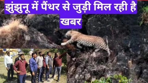 Video News – झुंझुनू में पैंथर से जुडी मिल रही है खबर