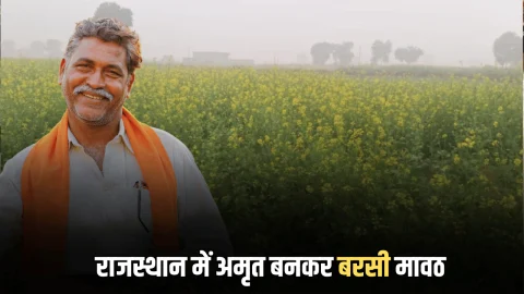 नए साल के पहले दिन राजस्थान में किसानों के खिले चेहरे, अमृत बनकर बरसी मावठ, गेहूं और सरसों की फसलों को बारिश का मिलेगा भरपूर फायदा